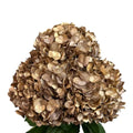 Ortensia colombiana di lusso Cioccolato e Oro | HydraLux ingrosso fiori