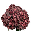 Ortensia colombiana di lusso Rossa | HydraLux ingrosso fiori