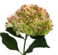 Ortensia colombiana di lusso Green Antique | HydraLux ingrosso fiori