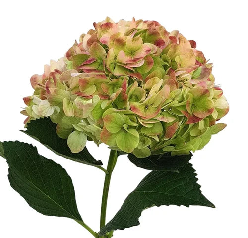 Ortensia colombiana di lusso Green Antique | HydraLux ingrosso fiori