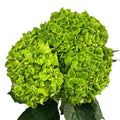 Ortensia colombiana di lusso Green Emerald | HydraLux ingrosso fiori