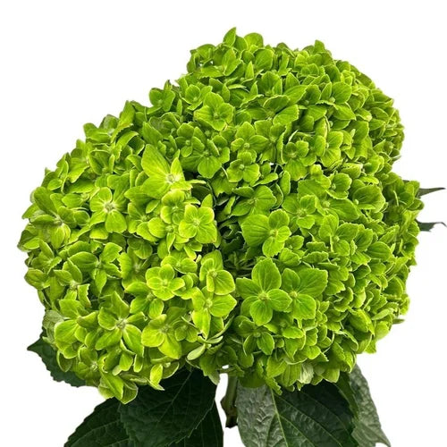 Ortensia colombiana di lusso Green Emerald | HydraLux ingrosso fiori