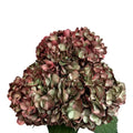 Ortensia colombiana di lusso Rossa e Verde | HydraLux ingrosso fiori