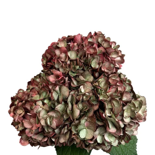 Ortensia colombiana di lusso Rossa e Verde | HydraLux ingrosso fiori
