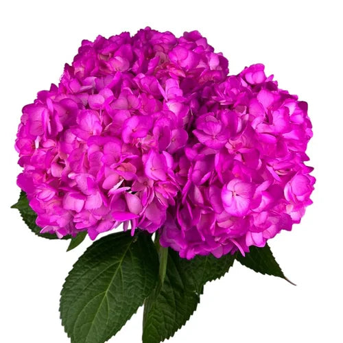 Imperial Pink