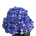 Ortensia colombiana di lusso Lavanda | HydraLux ingrosso fiori