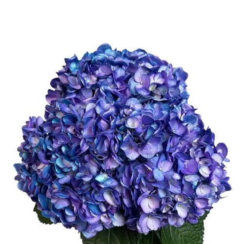 Ortensia colombiana di lusso Lavanda | HydraLux ingrosso fiori