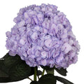 Soft Purple