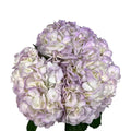 Lilac Air