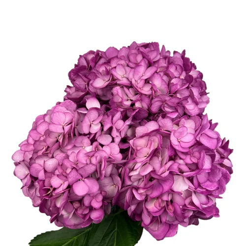 Ortensia colombiana di lusso Lux Violet | HydraLux ingrosso fiori