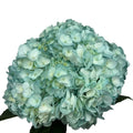 Ortensia colombiana di lusso Metallic Blue | HydraLux ingrosso fiori