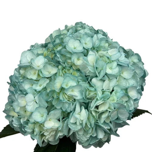 Ortensia colombiana di lusso Metallic Blue | HydraLux ingrosso fiori