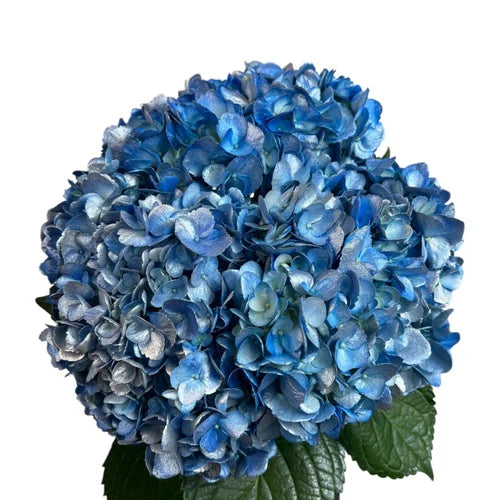 Ortensia colombiana di lusso Blu | HydraLux ingrosso fiori