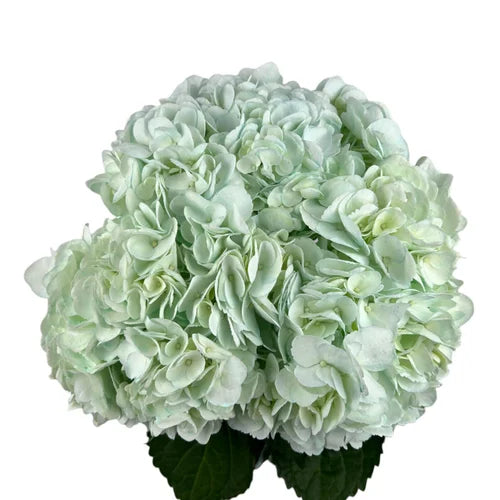Ortensia colombiana di lusso Mild Green | HydraLux ingrosso fiori