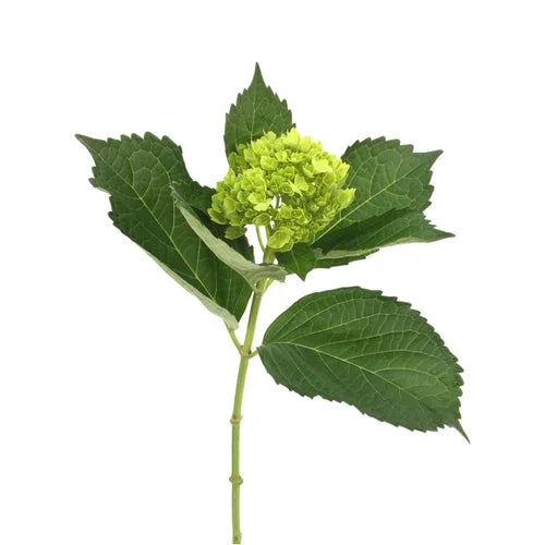 Mini Mohito