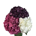 Ortensia colombiana di lusso Mix Colors | HydraLux ingrosso fiori
