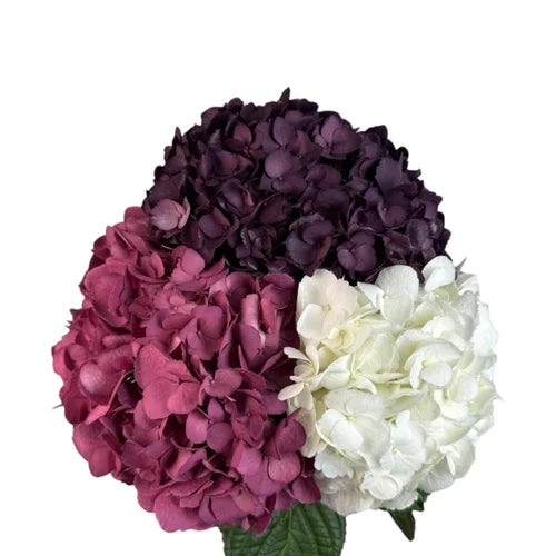 Ortensia colombiana di lusso Mix Colors | HydraLux ingrosso fiori