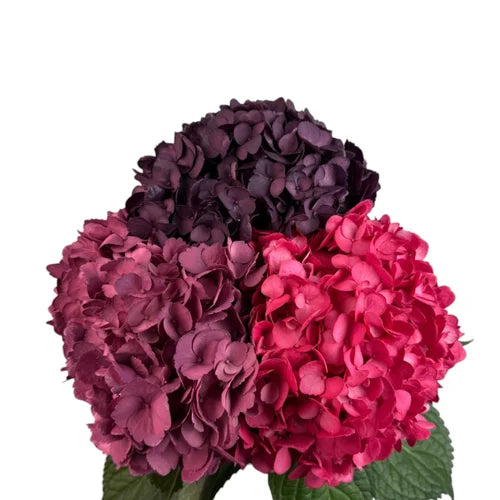 Ortensia colombiana di lusso Mix Colors | HydraLux ingrosso fiori