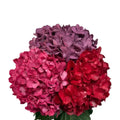 Ortensia colombiana di lusso Mix Colors | HydraLux ingrosso fiori
