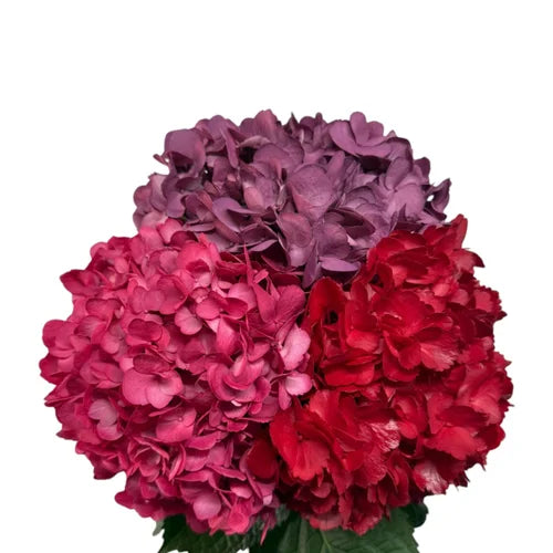 Ortensia colombiana di lusso Mix Colors | HydraLux ingrosso fiori