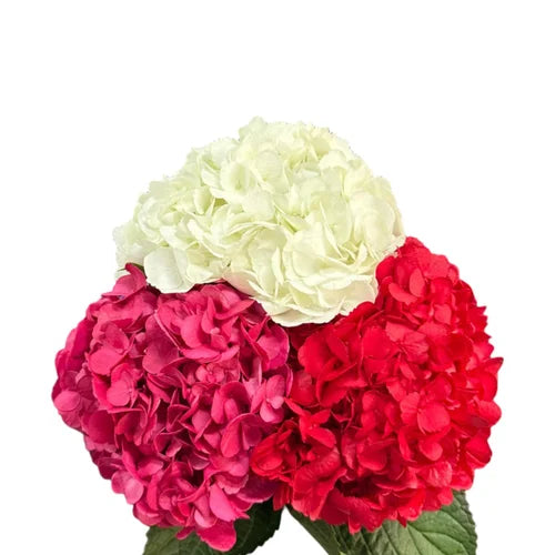 Ortensia colombiana di lusso Mix Colors | HydraLux ingrosso fiori
