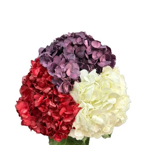 Ortensia colombiana di lusso Mix Colors | HydraLux ingrosso fiori