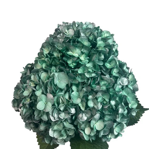 Ortensia colombiana di lusso Verde e Grigio | HydraLux ingrosso fiori