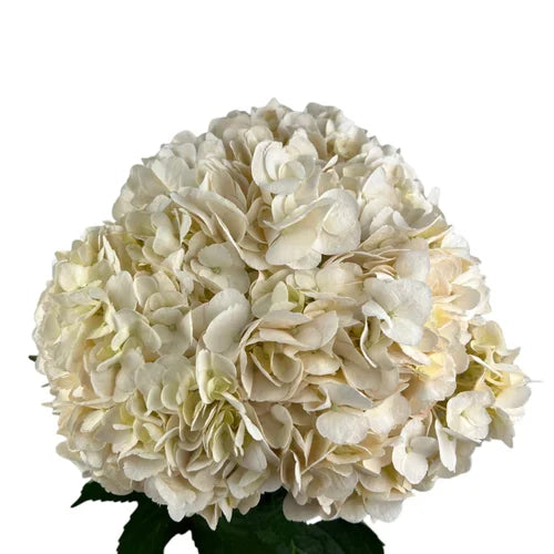 Ortensia colombiana di lusso Nude | HydraLux ingrosso fiori