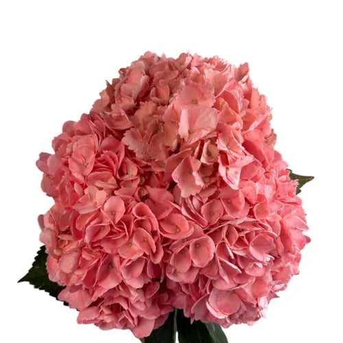 Ortensia colombiana di lusso Rosa | HydraLux ingrosso fiori