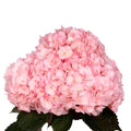 Pale Pink