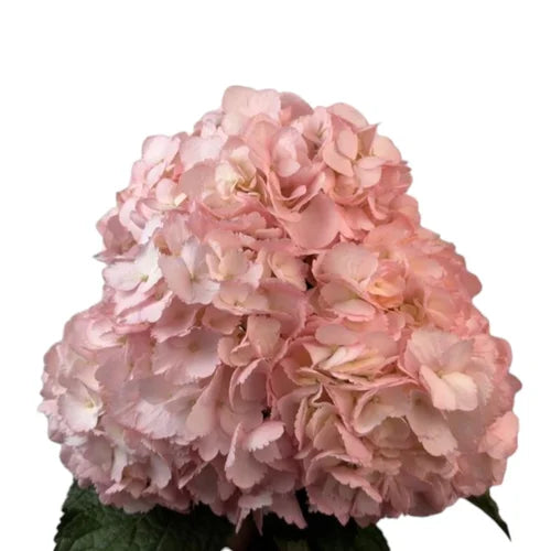 Ortensia colombiana rosa chiaro Light Pink per floral designer e allestimenti