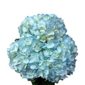 Ortensia colombiana di lusso Celeste | HydraLux ingrosso fiori