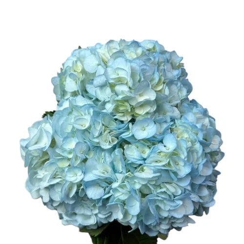 Ortensia colombiana di lusso Celeste | HydraLux ingrosso fiori