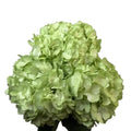 Ortensia colombiana verde pastello Pastel Green per allestimenti floreali