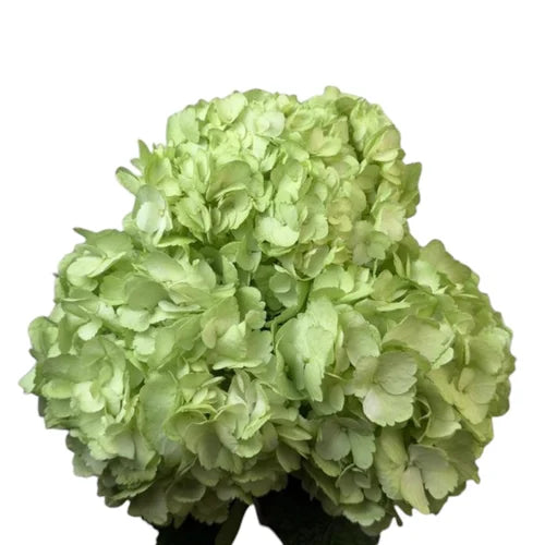 Ortensia colombiana verde pastello Pastel Green per allestimenti floreali