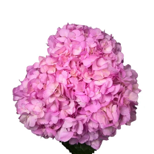 Pastel Pink