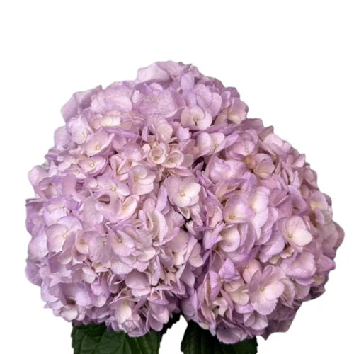 Ortensia colombiana di lusso Lavanda | HydraLux ingrosso fiori
