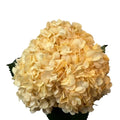 Ortensia colombiana di lusso Arancione | HydraLux ingrosso fiori