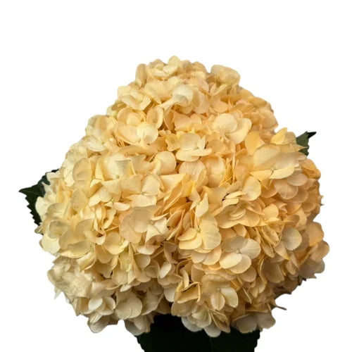 Ortensia colombiana di lusso Arancione | HydraLux ingrosso fiori