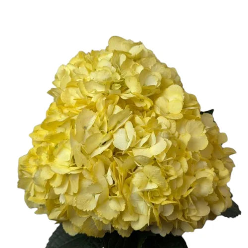 Ortensia colombiana di lusso Gialla | HydraLux ingrosso fiori