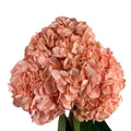 Ortensia colombiana di lusso Peach | HydraLux ingrosso fiori