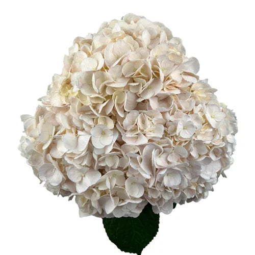 Ortensia colombiana di lusso Pesca | HydraLux ingrosso fiori