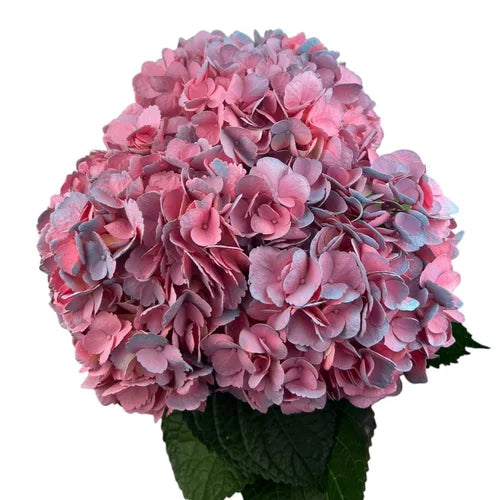 Ortensia colombiana di lusso Pinkberry | HydraLux ingrosso fiori