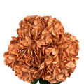 Ortensia colombiana di lusso Arancione | HydraLux ingrosso fiori