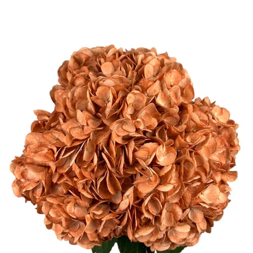 Ortensia colombiana di lusso Arancione | HydraLux ingrosso fiori