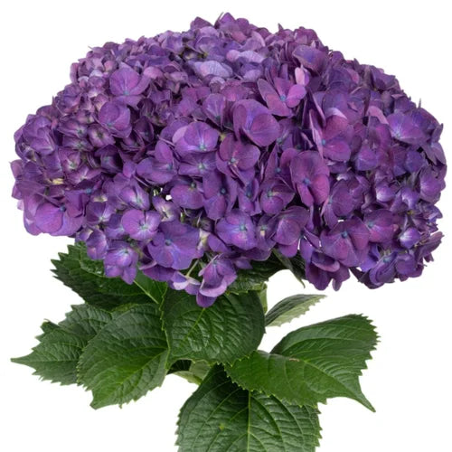Ortensia colombiana di lusso Purple | HydraLux ingrosso fiori