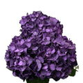 Ortensia colombiana viola profondo varietà Purple Mora per allestimenti di lusso