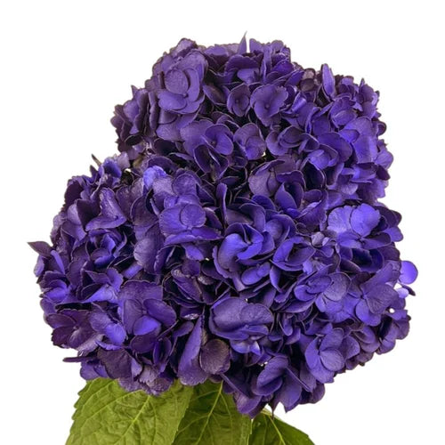 Ortensia colombiana di lusso Purple Painted | HydraLux ingrosso fiori