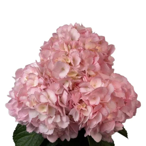 Ortensia colombiana Rebeca Pink varietà di lusso per fioristi