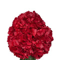 Ortensia colombiana di lusso Rossa | HydraLux ingrosso fiori